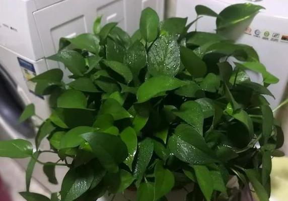 命里缺水适合养什么花（挑选适合干燥环境的花卉）