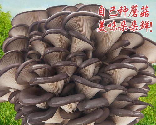 蘑菇的冷冻保存方法（如何正确冷冻保存蘑菇）