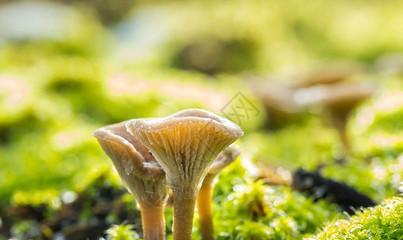 探究蘑菇的生长条件和特性（从土壤）