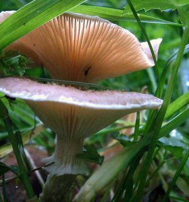 揭秘蘑菇的分类与特点（蘑菇不是草本植物）