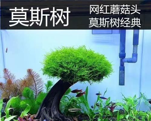 莫斯繁殖全攻略（掌握简单方法）
