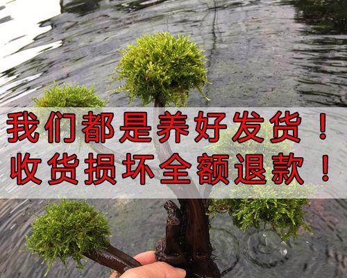 如何养出状态好的莫斯（科学营养）