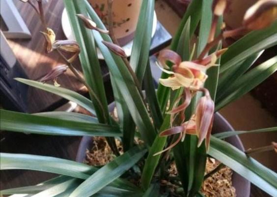 墨兰不开花的原因（探究墨兰不开花的根本原因）