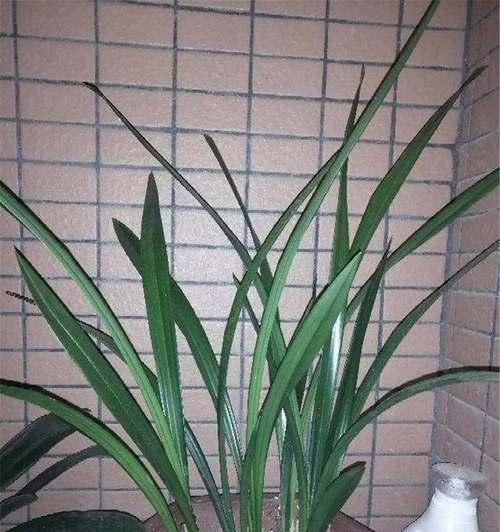 墨兰催花时间与方法详解（掌握正确的催花技巧）