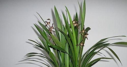 墨兰开花时间与花色特点（探秘墨兰花的神秘世界）