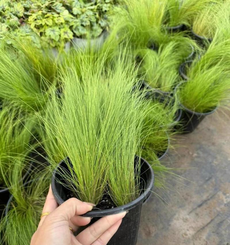 墨西哥羽毛草：多年生的美丽之花