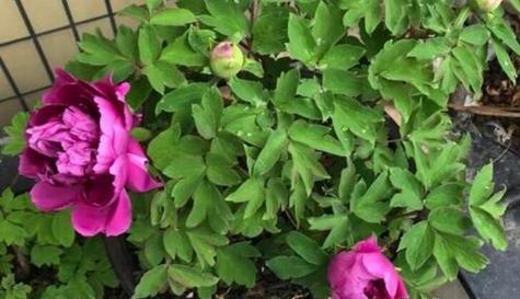 牡丹花的生长环境和生长地方条件（探寻牡丹花的原生地及栽培技巧）