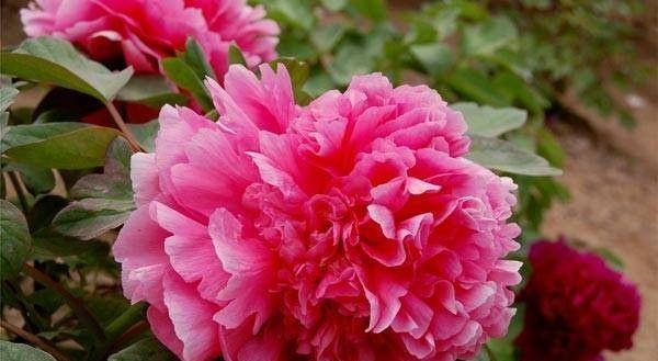 牡丹花的养殖与养护（从萌芽到绽放）