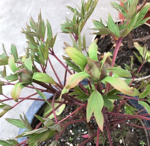 牡丹花烂根怎么办？——如何挽救烂根的牡丹花