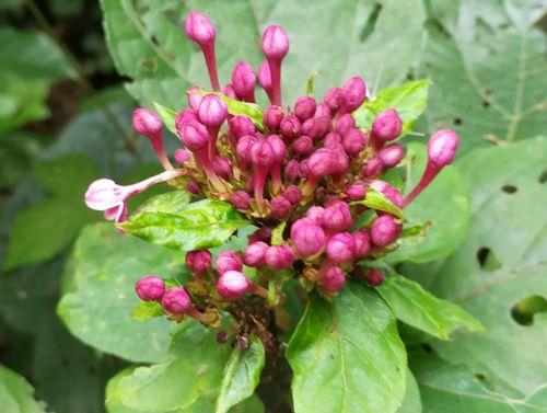 探寻牡丹花的芳香之谜（牡丹花气味是什么味道）