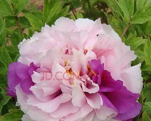 牡丹花施肥秘籍（用对肥料让牡丹花更美艳）