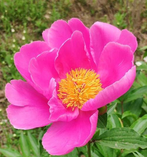 牡丹花的性别究竟如何（单性花还是双性花）