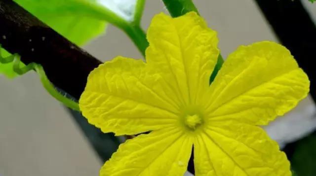 牡丹花的性别之谜（单性花还是双性花）