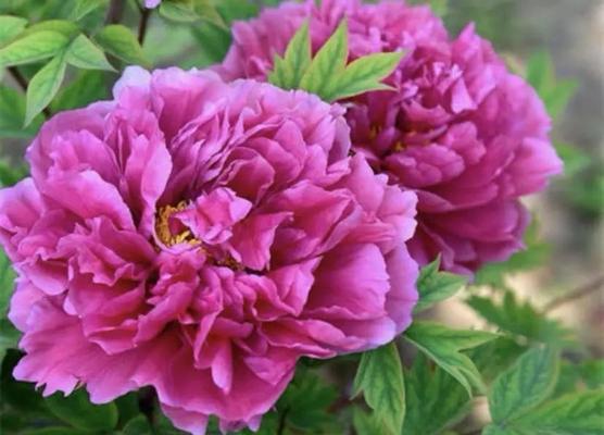 探寻中国花之都——牡丹花的故乡（以牡丹花为傲）