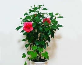 室内养牡丹花的秘密（品种选择）