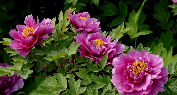 牡丹花——四季开花的花王（从春到冬）