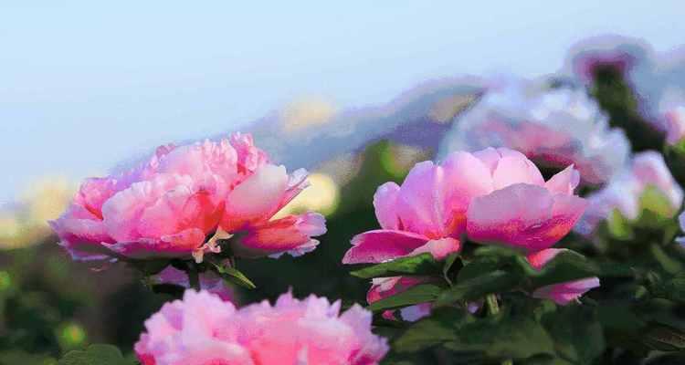 牡丹花喜水还是怕水（探讨牡丹花的水分需求及养护技巧）