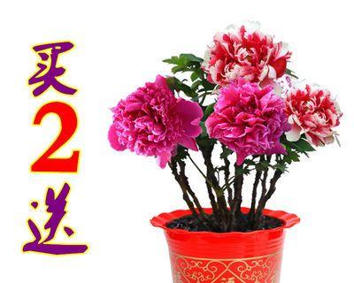 选择合适的盆，让牡丹花绽放绚烂（如何选择适合的盆）