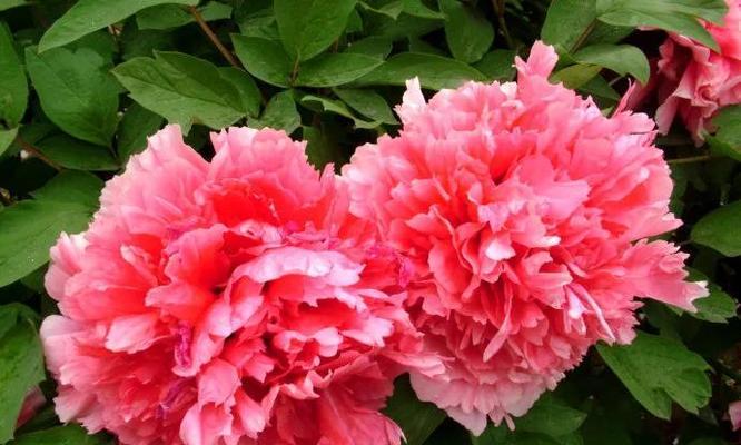 牡丹花的多彩花色与魅力（探寻牡丹花世界的五彩缤纷）
