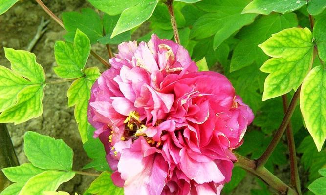 牡丹花盛开时间（揭秘牡丹花开放的神秘时刻）