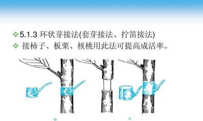 牡丹扦插快速生根方法（用这个方法）