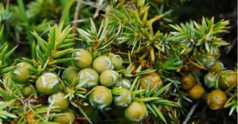 牡丹是裸子植物吗？——解析牡丹的分类
