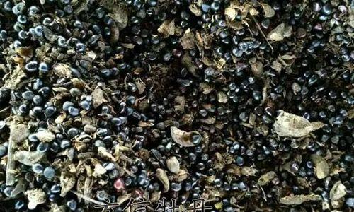 牡丹种子最佳种植时间（春季种植的牡丹更易成活）