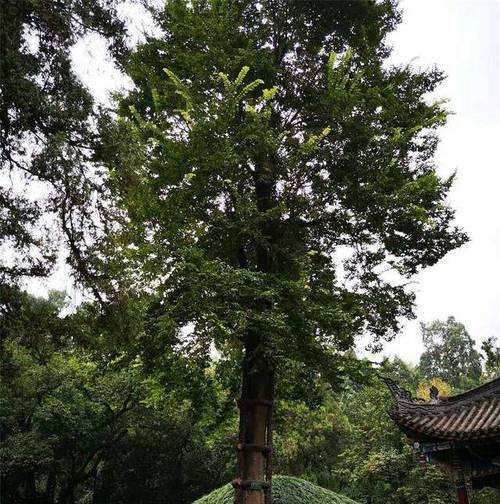 墓旁边适合种什么树（为家人打造美丽的陵园环境）