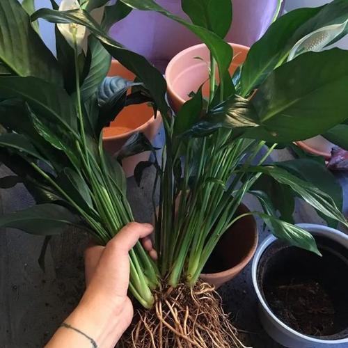 木本植物的水培与土培（选择种植方法）
