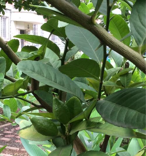 探讨木菠萝果树几年结果实的关键因素（从树龄）