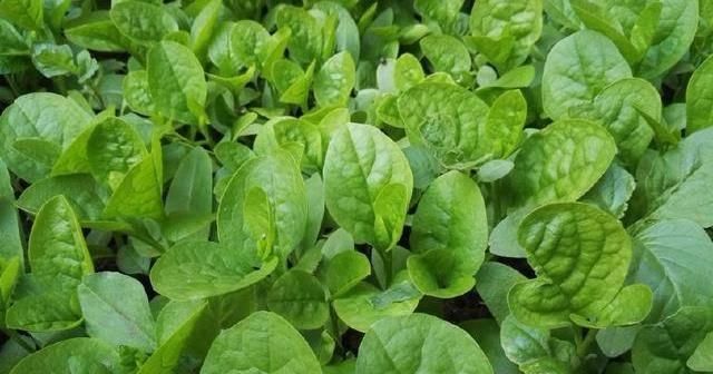 木耳菜种子能否食用（了解木耳菜种子的营养价值和食用方法）
