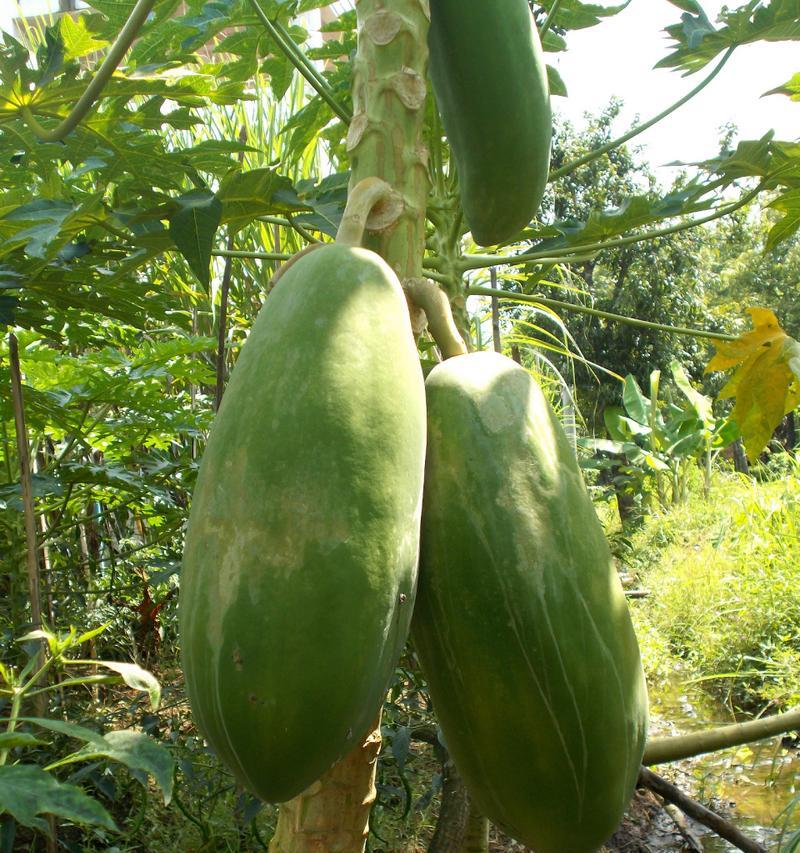 木瓜南方种植全攻略