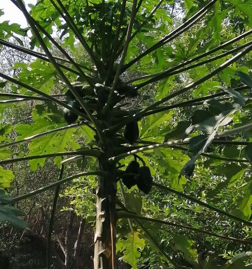 木瓜树的生长环境及生长地方条件（探究木瓜树的生存条件与适应性）