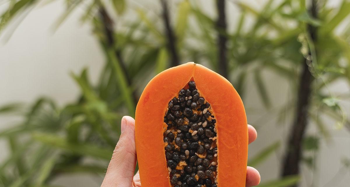 木瓜种子是否有毒（探究木瓜种子的毒性及食用安全问题）