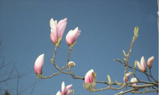 木兰花的花期是什么时候（探究木兰花的开花时间及鲜花制作）