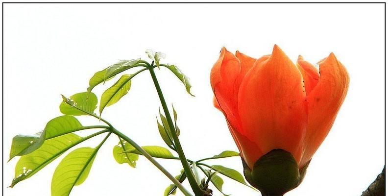 木棉花是否会结果实（探讨木棉花是否只是美丽的装饰）