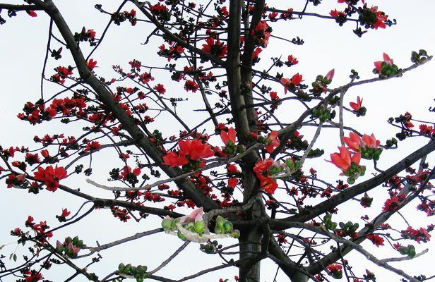 木棉花的生长环境与特点（探寻木棉花的家园）