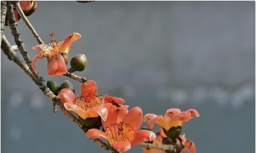 木棉盛开的季节（探秘木棉花的芳华时刻）