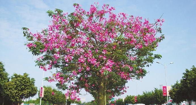 探寻木棉之城——XX市的市花（探索木棉的历史渊源）