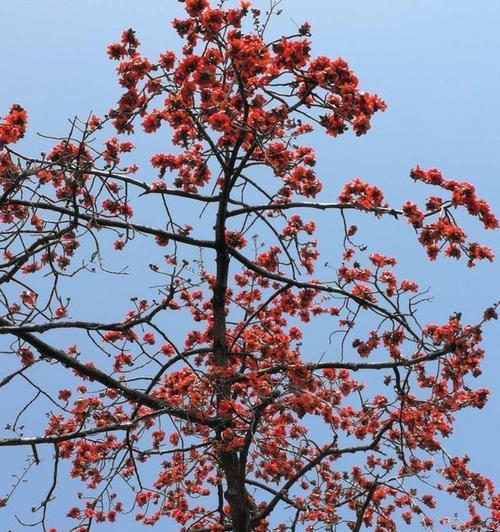 木棉花是树还是花（探究木棉的树、花、果实及文化价值）