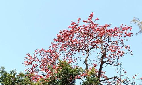 木棉树生长环境条件及特点（探秘木棉树的生长环境与特性）
