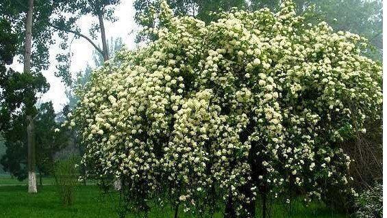 木香花开花时间及花期长短（了解木香花的生长周期和生态习性）