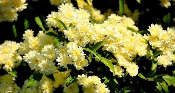 如何养护木香开出漂亮花朵（木香养护技巧及注意事项）
