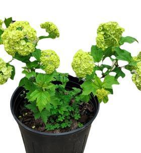 木绣球玫瑰盆栽指南（如何成功种植和护理木绣球玫瑰）