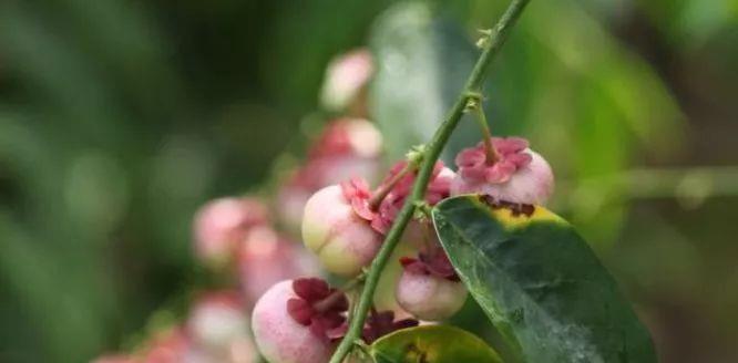 木油桐果实毒性解析（了解木油桐果实的毒性成分及危害）