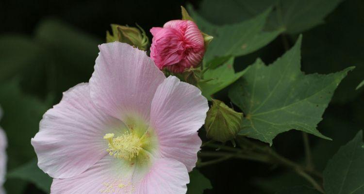 木芙蓉和木槿花，同一种花吗（解析木芙蓉和木槿花的不同之处）