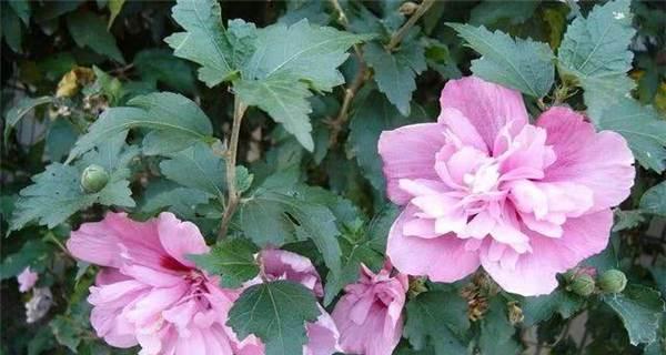 木槿花不开花的原因分析（探究木槿花不开花的原因及解决方法）