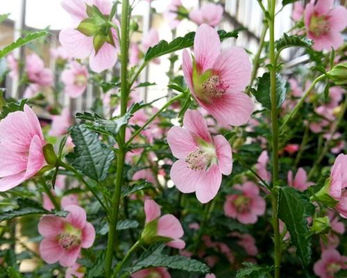 木槿花的冬季保护（如何避免木槿花冻死）