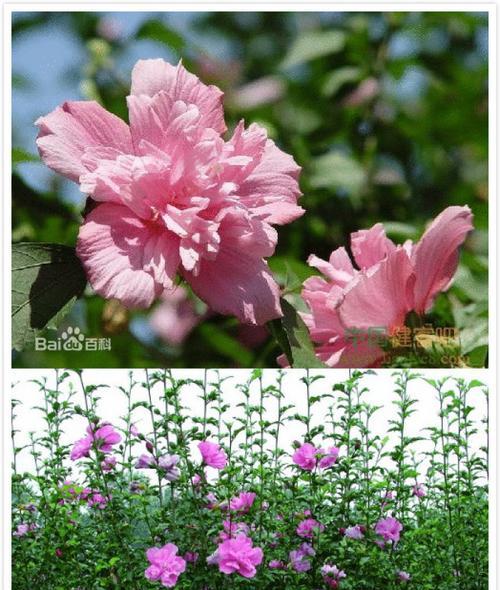 冬天开花的木槿花（寒冬也能迎来木槿花开放的美景）