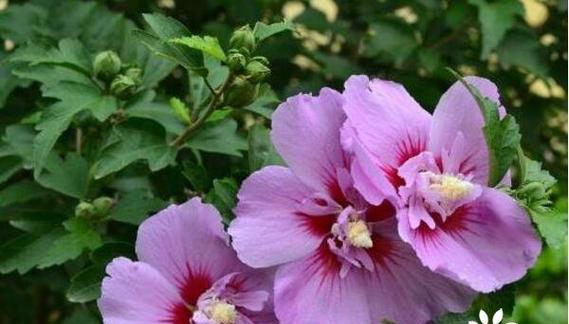 木槿花的浇水频率（掌握木槿花的浇水技巧）